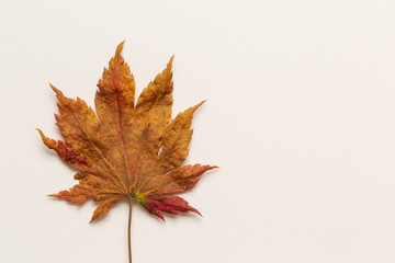 Top view of a single autumn leaf on a white canvas background