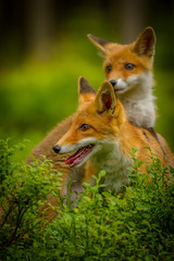 Red fox, vulpes vulpes, adult fox with young