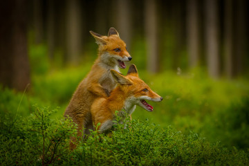 Red fox, vulpes vulpes, adult fox with young