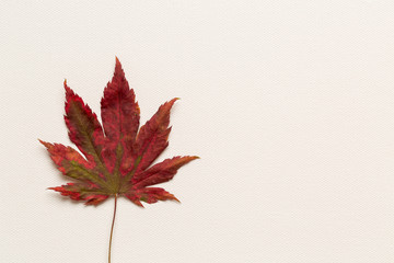 Top view of a single autumn leaf on a white canvas background