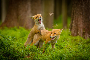 Red fox, vulpes vulpes, adult fox with young