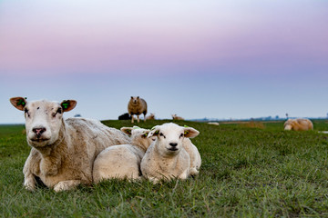 Obraz na płótnie Canvas Sheep in morning greenfield
