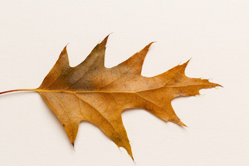 Top view of a single autumn leaf on a white canvas background