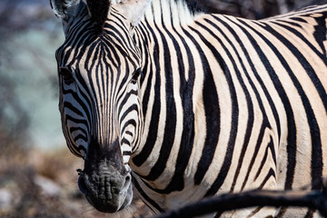 Zebre au par national d'etosha en namibie