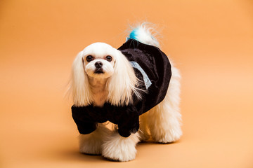 개, 몰타어, 애완 동물, animal, 백, 강아지, 귀여운, 송곳니, 순종, 포유동물, 작은, 족보, 인물사진, 사랑스러운, 공방, 모피, 고립시키는, 가정의, 모피, 계통, 흰색 배경, 애완 동물, 스패니얼,dog,반려견,강아지,멍멍이,푸들,포유동물,애견미용,애견,강아지,멍멍,개,귀여운,반려견사진,귀여운강아지,새끼강아지,pet,애완동물