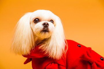 개, 몰타어, 애완 동물, animal, 백, 강아지, 귀여운, 송곳니, 순종, 포유동물,...