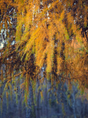 Yellow branch of a larch in the fall. Natural abstract background.
