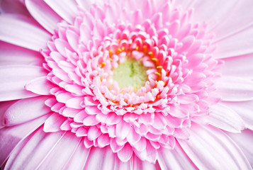 pink gerbera flower on green background