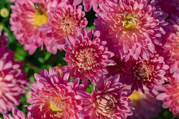 Pink chrysanthemums close up in autumn Sunny day. Autumn flowers