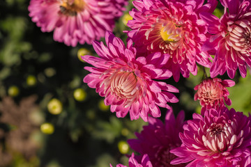 Pink chrysanthemums close up in autumn Sunny day. Autumn flowers. 