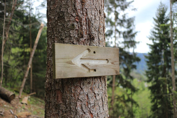Forest Sign