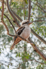 Laughing Kookaburra in a Gum Tree