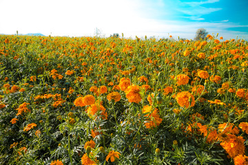 Beautiful mexican cempasuchil flower ground. Typical day of The dead flower.use on offerings or altars of the day of the dead.