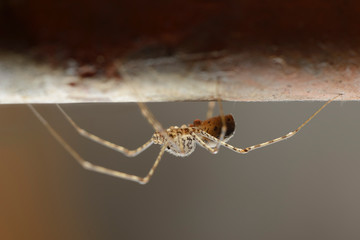 araña tigre