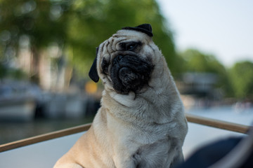 Obraz premium portrait of a dog