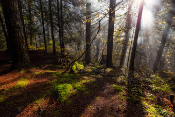 Beautiful Canadian Nature View of the Forest during a foggy morning sunrise. Taken in Sloquet Hot Springs, Located North of Vancouver, British Columbia, Canada.