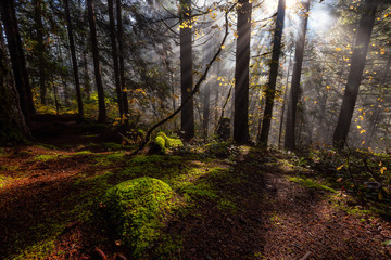 Obraz premium Beautiful Canadian Nature View of the Forest during a foggy morning sunrise. Taken in Sloquet Hot Springs, Located North of Vancouver, British Columbia, Canada.