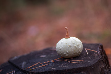 Small decorative pumpkin on a stump in the forest. Halloween preparations. Harvesting