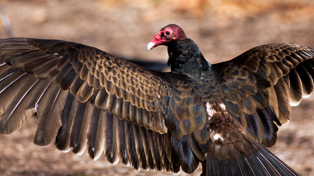 portrait of a turkey vulture with spread wings