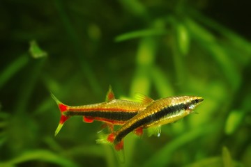 adult pair of pencilfish spawn in nature biotope aquarium, Nannostomus beckfordi red, Brazilian ornamental blackwater fish from Rio Negro