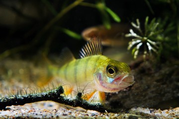 European perch opens its mouth to yawn in nature coldwater river biotope aquarium, aggressive...