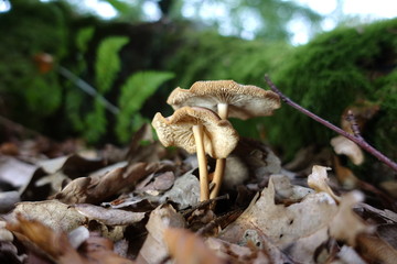 various mushrooms in different colors and sizes