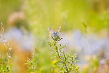adult individual common blue butterfly (Polyommatus icarus) rest on a medicago flower, sunlit colourful forb field with grasses and flowers in bright sunshine, romantic ecological copyspace template