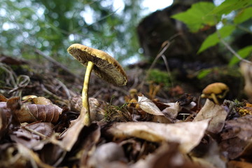 various mushrooms in different colors and sizes