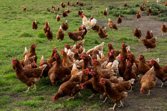 Huehner auf einer Wiese (Gallus gallus domesticus)