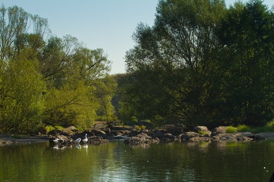 group of domestic grey geese enjoy first warm sun rays on a narrow and shallow river, wheeping willows and stones on the banks, peace and tranquility of nature on romantic summer morning