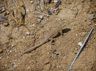 Western Fence Lizard (Sceloporus occidentalis)