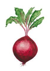 Watercolor ripe beetroot fruit. For compositions on the theme of food, cooking, vegetables, salads, snacks. Object on a white background.
