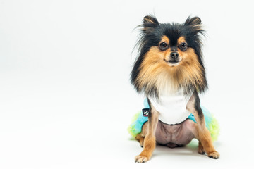 개, 애완 동물, animal, 포메라니안, 강아지, 백, 고립시키는, 귀여운, 갈색, 송곳니, 애완 동물, 작은, 치와와, 흰색 배경, 콜리, 인물사진, 순종, 계통, 스피츠, 앉아있는, 셰틀랜드 제도, animal, 포유동물, dog,반려견,강아지,멍멍이,푸들,포유동물,애견미용,애견,강아지,멍멍,개,귀여운,반려견사진,귀여운강아지,새끼강아지,pet,애완동