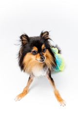 개, 애완 동물, animal, 포메라니안, 강아지, 백, 고립시키는, 귀여운, 갈색, 송곳니, 애완 동물, 작은, 치와와, 흰색 배경, 콜리, 인물사진, 순종, 계통, 스피츠, 앉아있는, 셰틀랜드 제도, animal, 포유동물, dog,반려견,강아지,멍멍이,푸들,포유동물,애견미용,애견,강아지,멍멍,개,귀여운,반려견사진,귀여운강아지,새끼강아지,pet,애완동