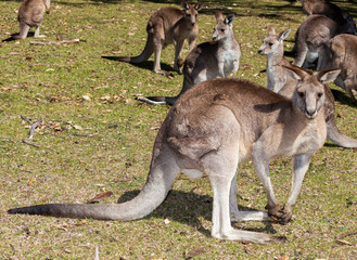 kangaroo mob