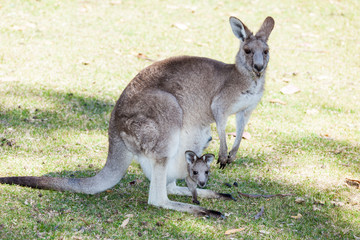 kangaroo with baby