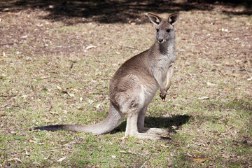Naklejka na ściany i meble australian gray kangaroo