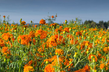 Beautiful mexican cempasuchil flower ground. Typical day of The dead flower.use on offerings or altars of the day of the dead