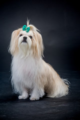 개, 몰타어, animal, 애완 동물, 백, 귀여운, 강아지, 송곳니, 인물사진, 가정의, 포유동물, 작은, 사랑스러운, 공방, 계통, 앉아있는, 고립시키는, 순종, 족보, 흰색 배경, 테리어, 모피,애견미용,푸들,애견,애견강아지,멍멍,귀여운