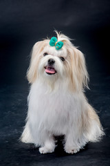 개, 몰타어, animal, 애완 동물, 백, 귀여운, 강아지, 송곳니, 인물사진, 가정의, 포유동물, 작은, 사랑스러운, 공방, 계통, 앉아있는, 고립시키는, 순종, 족보, 흰색 배경, 테리어, 모피,애견미용,푸들,애견,애견강아지,멍멍,귀여운