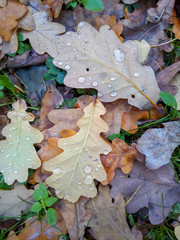 Dry autumn leaves in red, orange and brown colors. Close-up. Background