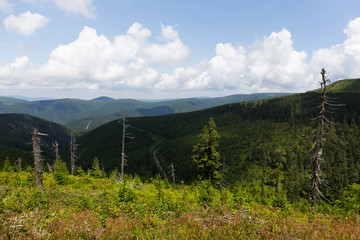 Obraz premium Summer Landscape in the Mountain Jesenik, Czech Republic