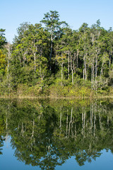 forest Khao Yai National Park , Thailand