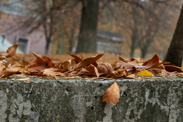 autumn leaves lie on a gray concrete surface in the park