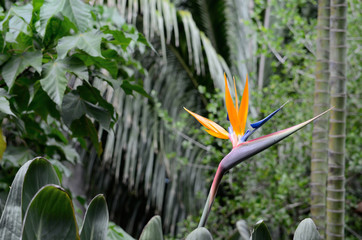 bird of paradise