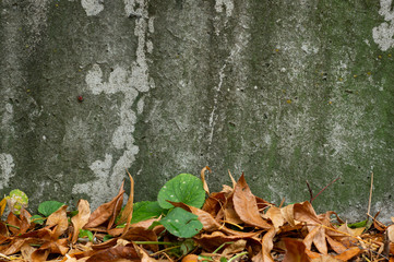 Аutumn background, gray concrete wall and autumn leaves 