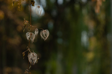 autumn white flowers horizontal background