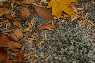 yellow autumn leaves and walnuts lie on a gray concrete surface background