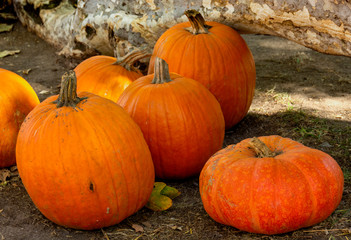 A display of orange pumpkins in a pumpkin patch. Orange County, California, United States.