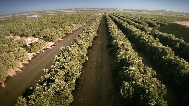 Stunning aerial top view of a beautiful field of orange trees. Camera  diagonally crossing the fields in a very clear summer day. Seville, Spain. HD
